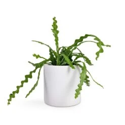 Puk Essentials Planter - Matt White -Garden Potted Plant Shop Epiphyllum anguliger Fishbone Cactus 12x20cm Puk Planter Matt White 15x15cm 85b595d9 064c 4118 84f4 45cc7d5938fb