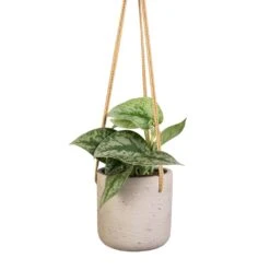 Charlie Hanging Plant Pot - Grey Washed -Garden Potted Plant Shop Epipremnum Trebie Satin Pothos Trebie 12x15cm Charlie Hanging Plant Pot Grey Washed 15x15cm