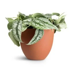 Coral Refined Planter - Canyon Orange -Garden Potted Plant Shop Epipremnum Trebie Satin Pothos Trebie 20x45cm Coral Refined Planter Canyon Orange 25x21cm 12f8a464 307f 47dd 83e8 e1f0120dbacc