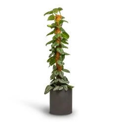 Max Refined Planter - Volcano Black 15 Max Refined Planter - Volcano Black -Garden Potted Plant Shop Epipremnum Trebie Satin Pothos Trebie Moss Pole 24x120cm Pot Max Refined Planter Volcano Black 29x29.5cm 4