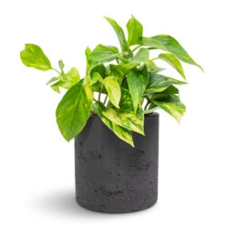 Puk Plant Pot - Black Washed 17 Puk Plant Pot - Black Washed -Garden Potted Plant Shop Epipremnum aureum Golden Pothos 12x25cm Puk Plant Pot Black Washed 15x15cm