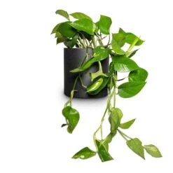 Puk Natural Planter - Matt Black 12 Puk Natural Planter - Matt Black -Garden Potted Plant Shop Epipremnum aureum Golden Pothos 15x30cm Puk Natural Planter Matt Black 20x20cm