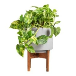 Vigo Plant Pot With Wooden Stand - Concrete Grey -Garden Potted Plant Shop Epipremnum aureum Golden Pothos 20x40cm Vigo Plant Pot with Wooden Stand Concrete Grey 24x33cm