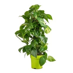 Epipremnum Aureum - Golden Pothos - Moss Pole -Garden Potted Plant Shop Epipremnum aureum Golden Pothos Moss Pole 17x60cm
