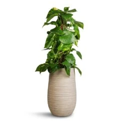 Dune Partner Planter - Oat -Garden Potted Plant Shop Epipremnum aureum Golden Pothos Moss Pole 17x60cm Dune Partner Planter Oat 25x40cm 54906bad 14c3 41ce a26c e13d5fc725b9