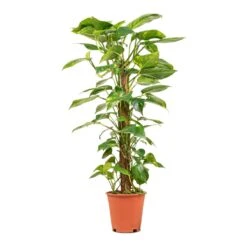 Epipremnum Aureum - Golden Pothos - Moss Pole -Garden Potted Plant Shop Epipremnum aureum Golden Pothos Moss Pole 19x90cm