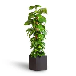 Epipremnum Aureum - Golden Pothos - Moss Pole -Garden Potted Plant Shop Epipremnum aureum Golden Pothos Moss Pole 24x120cm Grigio Cube Planter Rusty Iron Concrete 30x30x30cm
