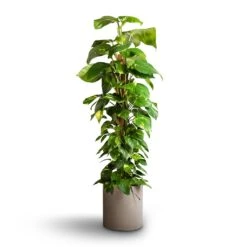 Epipremnum Aureum - Golden Pothos - Moss Pole -Garden Potted Plant Shop Epipremnum aureum Golden Pothos Moss Pole 24x120cm Max Refined Planter Clouded Grey 29x29.5cm