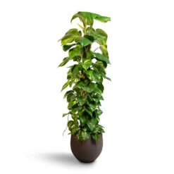 Epipremnum Aureum - Golden Pothos - Moss Pole -Garden Potted Plant Shop Epipremnum aureum Golden Pothos Moss Pole 24x120cm Mini Orb Kevan Plant Pot Ash Brown 32x28cm 8a081cd4 c511 43b3 847a 3250e8bc3c6f