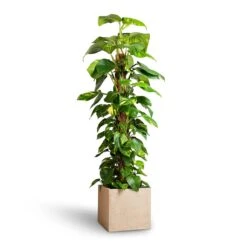 Raindrop Cube Planter - Stone -Garden Potted Plant Shop Epipremnum aureum Golden Pothos Moss Pole 24x120cm Raindrop Cube Planter Stone 30x30x27cm 25ab2f0c 2121 4b5a b2ea c3e4d4028914