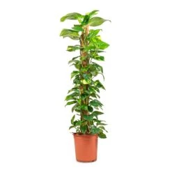 Epipremnum Aureum - Golden Pothos - Moss Pole -Garden Potted Plant Shop Epipremnum aureum Golden Pothos Moss Pole 24x130cm