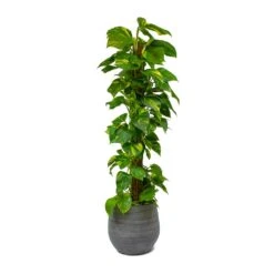 Epipremnum Aureum - Golden Pothos - Moss Pole -Garden Potted Plant Shop Epipremnum aureum Golden Pothos Moss Pole Esra Mystic Grey Plant Pot 49949b81 8fe8 40a0 afa3 81d7ac525982