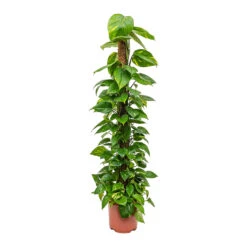 Epipremnum Aureum - Golden Pothos - Moss Pole -Garden Potted Plant Shop Epipremnum aureum Golden Pothos Moss Pole Tall