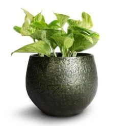Noor Plant Pot - Velvet Green -Garden Potted Plant Shop Epipremnum aureum Marble Queen Pothos 12x20cm Noor Plant Pot Velvet Green 16x13cm 6804906c b361 4243 a6f2 9afa9235fe65