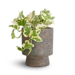 Aily Plant Pot - Earth Cement -Garden Potted Plant Shop Epipremnum aureum NJoy Pothos 12x15cm Aily Plant Pot Anthracite 17x20cm 5b9b2088 d61c 4526 adf5 9d9cefcac705