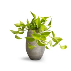 Noor Plant Vase - Metallic Grey -Garden Potted Plant Shop Epipremnum aureum Neon Golden Neon Pothos 15x40cm Noor Plant Vase Metallic Grey 23x36cm