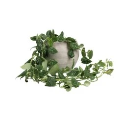 Abby Ball Plant Pot - Ridged Cement -Garden Potted Plant Shop Epipremnum pictum Argyraeus Satin Pothos 15x40cm Abby Ball Plant Pot Ridged Cement 23x20cm fb310b21 298a 46f4 bfcd 1a5632033a14