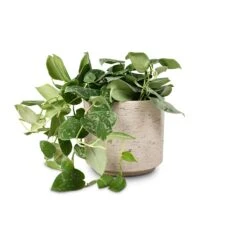 Novi Plant Pot - Grey Washed -Garden Potted Plant Shop Epipremnum pictum Silvery Ann Satin Pothos 14x35cm Novi Plant Pot Grey Washed 18x15.5cm
