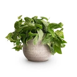 Ryan Plant Pot - White Black -Garden Potted Plant Shop Epipremnum pictum Silvery Ann Satin Pothos 14x35cm Ryan Plant Pot White Black 18x16cm