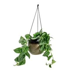 Mya Hanging Planter - Deep Champagne -Garden Potted Plant Shop Epipremnum pictum Silvery Ann Satin Pothos Mya Hanging Planter Deep Champagne d1295d44 cc33 4851 a8e1 e251c903e262