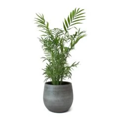 Esra Plant Pot - Mystic Grey -Garden Potted Plant Shop Esra Plant Pot Mystic Grey Chamaedorea elegans Parlour Palm