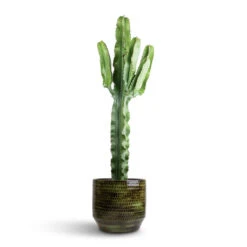 Sanna Plant Pot - Moss Green -Garden Potted Plant Shop Euphorbia erytrea Desert Cactus 19 70cm Sanna Plan Pot Moss Green 31x26cm 96050d4d 1143 4ba6 8a9a d2c52f9aabc0