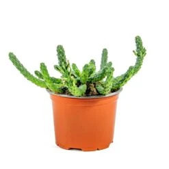 Euphorbia Flanaganii - Medusa Plant 12 Euphorbia Flanaganii - Medusa Plant -Garden Potted Plant Shop Euphorbia flanaganii Medusa Plant