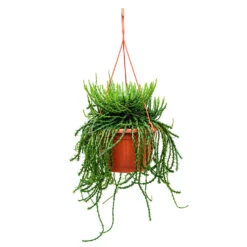 Euphorbia Flanaganii - Medusa Plant 16 Euphorbia Flanaganii - Medusa Plant -Garden Potted Plant Shop Euphorbia flanaganii Medusa Plant 50cm