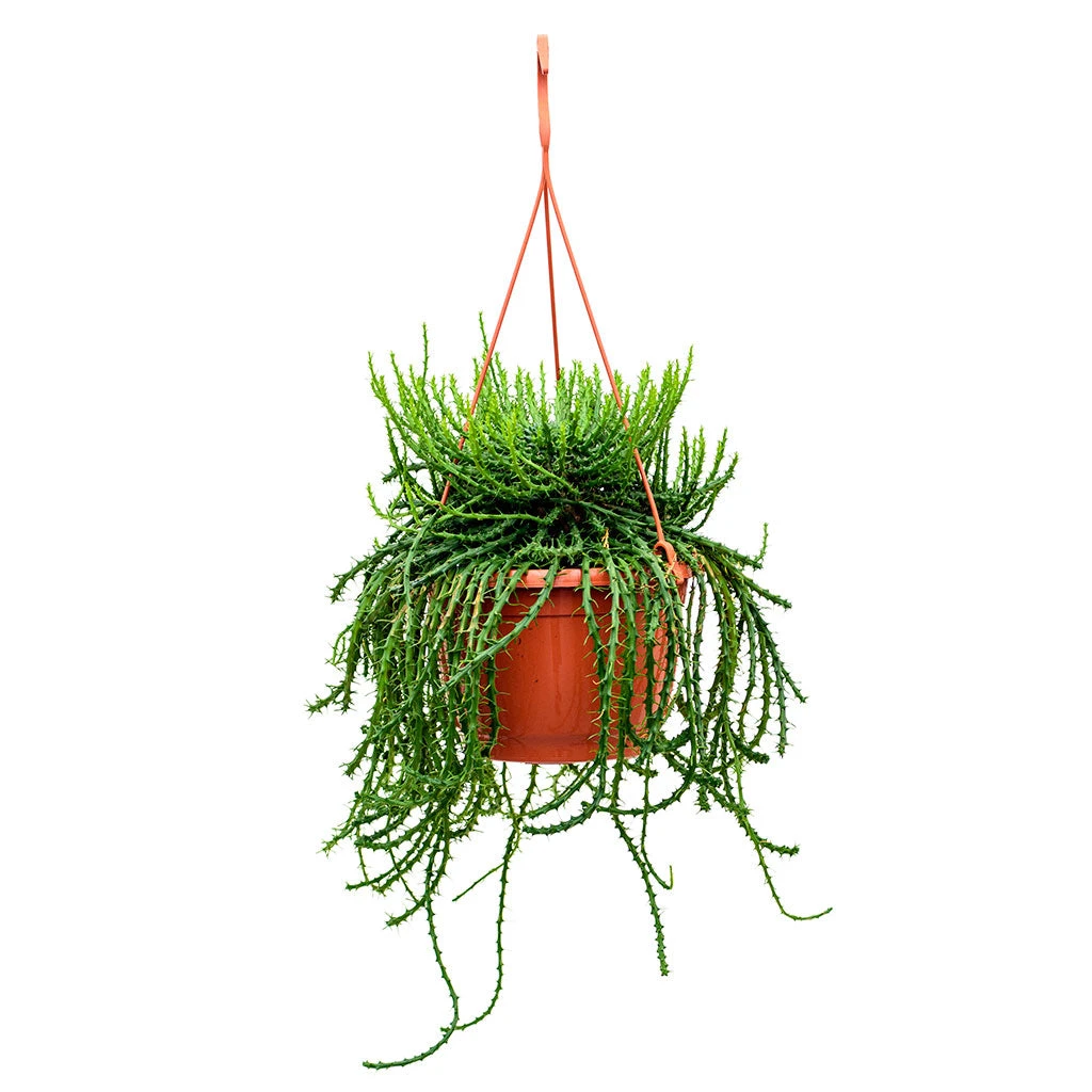 Euphorbia Flanaganii - Medusa Plant 8 Euphorbia Flanaganii - Medusa Plant - Image 8