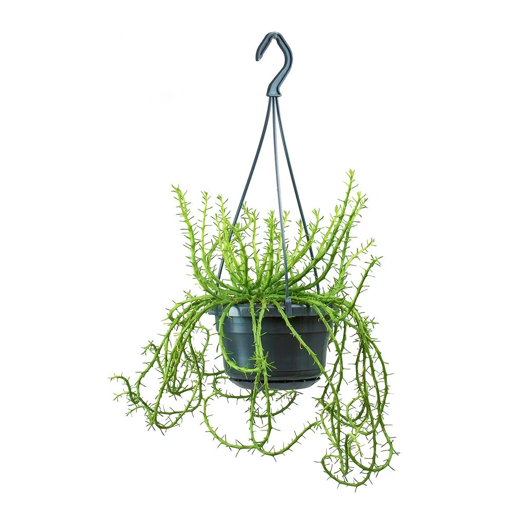 Euphorbia Flanaganii - Medusa Plant 7 Euphorbia Flanaganii - Medusa Plant - Image 7