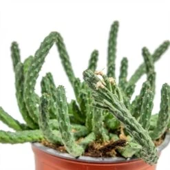 Euphorbia Flanaganii - Medusa Plant 14 Euphorbia Flanaganii - Medusa Plant -Garden Potted Plant Shop Euphorbia flanaganii Medusa Plant close up