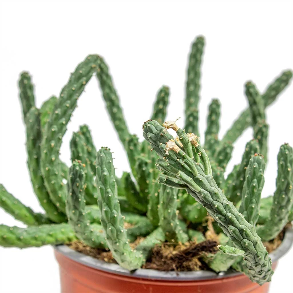 Euphorbia Flanaganii - Medusa Plant 6 Euphorbia Flanaganii - Medusa Plant - Image 6