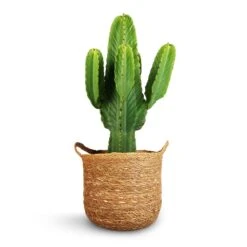 Euphorbia Ingens - Candelabra Tree -Garden Potted Plant Shop Euphorbia ingens Candelabra Tree 24x70cm Nelis Plant Basket Natural 28x27cm 1