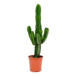 Euphorbia Ingens - Candelabra Tree -Garden Potted Plant Shop Euphorbia ingens Candelabra Tree 24x80cm