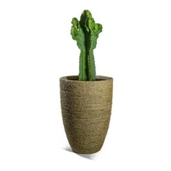 Euphorbia Ingens - Candelabra Tree -Garden Potted Plant Shop Euphorbia ingens Candelabra Tree Ben Plant Pot Straw Grass