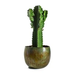 Euphorbia Ingens - Candelabra Tree -Garden Potted Plant Shop Euphorbia ingens Candelabra Tree Ellen Metal Plant Pots Set of 3 Vintage Green