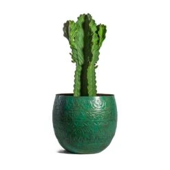 Euphorbia Ingens - Candelabra Tree -Garden Potted Plant Shop Euphorbia ingens Candelabra Tree Famke Metal Plant Pots Set of 3 Old Blue