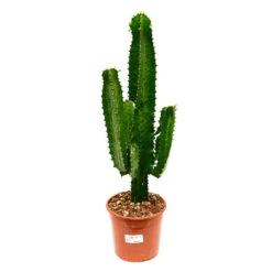 Euphorbia Tetra -Garden Potted Plant Shop Euphorbia tetra 55cm