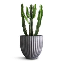 Lagos Plant Pot - Anthracite 12 Lagos Plant Pot - Anthracite -Garden Potted Plant Shop Euphorbia triangularis 14x40cm Lagos Plant Pot Anthracite 20x20cm 290bf94e 9038 4a7f ab61 7788f44c5b60