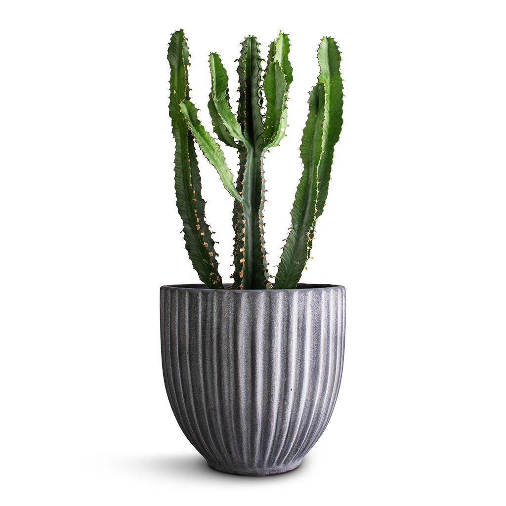Lagos Plant Pot - Anthracite 6 Lagos Plant Pot - Anthracite - Image 6