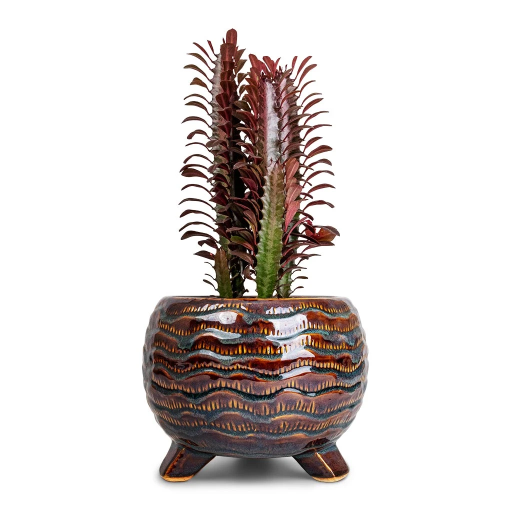 Dewi Plant Pot - Marrakesh 2 Dewi Plant Pot - Marrakesh - Image 2