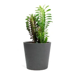 Mini Bucket Plant Pot - Black Washed -Garden Potted Plant Shop Euphorbia trigona rubra African Milk Tree Mini Bucket Plant Pot Black Washed