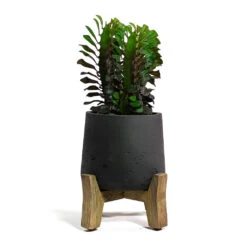 Patt Plant Pot - Low Stand - Black Washed -Garden Potted Plant Shop Euphorbia trigona rubra African Milk Tree Patt Plant Pot Low Stand Black Washed