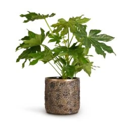 Luxe Lite Moon Cylinder Planter - Bronze -Garden Potted Plant Shop Fatsia japonica Japanese Aralia 17x60cm Luxe Lite Moon Cylinder Planter Bronze 23x22cm