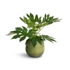 Lydia Plant Pot - Shiny Green 37 Lydia Plant Pot - Shiny Green -Garden Potted Plant Shop Fatsia japonica Variegated Japanese Aralia 17x60cm Lydia Plant Pot Shiny Green 22x20cm 1