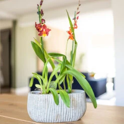 Feico Oval Plant Bowl - Mint Grey 8 Feico Oval Plant Bowl - Mint Grey -Garden Potted Plant Shop Feico Oval Plant Bowl Shiny Mint Lifestyle 01