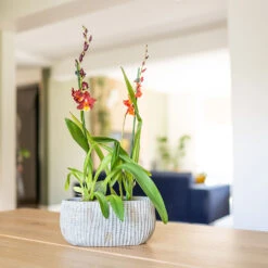 Feico Oval Plant Bowl - Mint Grey 10 Feico Oval Plant Bowl - Mint Grey -Garden Potted Plant Shop Feico Oval Plant Bowl Shiny Mint Lifestyle 02