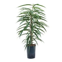 Ficus Alii - HydroCare -Garden Potted Plant Shop Ficus Alii Hydroculture 15 19x75cm