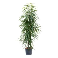 Ficus Alii - HydroCare -Garden Potted Plant Shop Ficus Alii Hydroculture 22 19x135cm