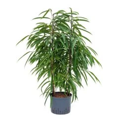 Ficus Alii - HydroCare -Garden Potted Plant Shop Ficus Alii Hydroculture 25 19x110cm